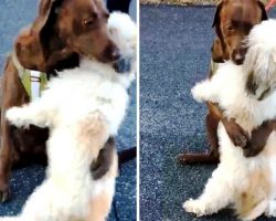 Doggie Friends Separated Due To Quarantine Hug Emotionally When They Reunite