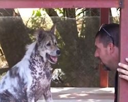 After Four Years In The Shelter, A Dog Is Told He Will Be Adopted And Performs The Cutest Happy Dance Ever