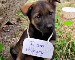 Man Passed Away Leaving Tiny Pup With Empty Bowl & A Sign Round His Neck