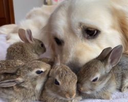 Cute Baby Bunnies Think The Golden Retriever Is Their Mother