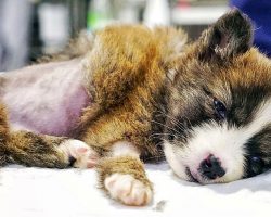 Cowards Cut Puppy’s Throat Open & Left Her In Garbage Container To Die