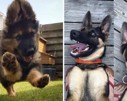 10+ Adorable German Shepherd Pics To Put A Smile On Your Face