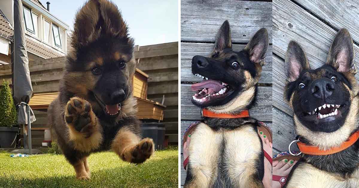 10 Adorable German Shepherd Pics To Put A Smile On Your Face