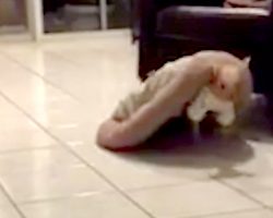 Dog Rescued From Breeder Walked Around With Her Bed On Her Back To Feel Safe