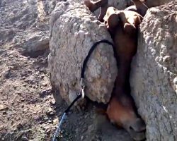 Baby Horse Gets Trapped Upside Down Between 2 Boulders And Cries Out For Help