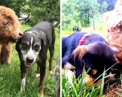 Cow Rejected By His Mother Grows Up With Dogs & Now He Thinks He’s One Of Them