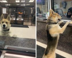 Smart Doggo Walks Into Police Station To ‘Report Himself Missing’