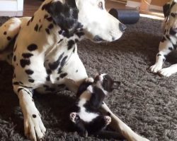 Foster Kitten Boldly “Confronts” Dalmatians But Gets “Attacked” By Their Love