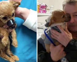 Puppy Meets The Man Who Saved Him From A Ditch With His Mouth Taped Shut