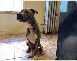 He Was Chained To A Radiator For 6 Months, Never Fed & Completely Ignored