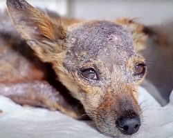 Three Diseases Were Slowly Killing Her & Her Tiny Weak Body Had Given Up