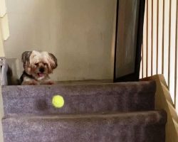 Dog Sees Ball Bouncing Down The Stairs & Gets Idea For A Brilliant New “Game”