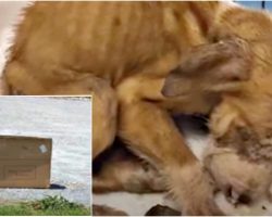 Owner Left Him Dying In A Box & Drove Away Without A Care In The World