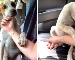 Woman Rescues Dying Chained Up Dog, The Dog Grabs Her Hand To Say “Thank You”