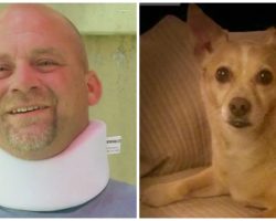 Felon Runs Over Man & Dog Out Walking Because Guy Told Him To “Slow Down”