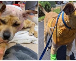 Bait Dog Arrives At Vet’s Office With Hundreds Of Bites & Gaping Wounds