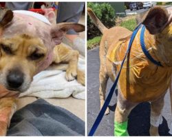 Bait Dog Arrives At Vet’s Office With Hundreds Of Bites & Gaping Wounds