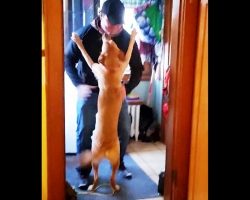 Dog Sees Dad After 2 Months, Leaps Into His Arms To Show How Much He Was Missed