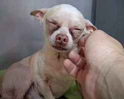 Old Dog Who Endured Life On Streets Closes His Eyes The Second He Feels Safe