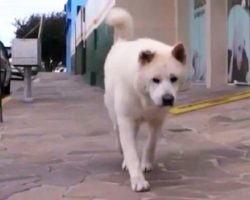 Loyal Dog Refuses To Accept Dad’s Death, Walks Same Route Daily Looking For Him