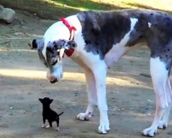 Minuscule Puppy Escapes Shelter Kennel & Tries To Make Friends With Large Dog