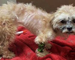 She Was Starved Nearly To Death & Beaten So Badly That Her Tail Was Broken Off
