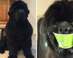 10+ Hilarious Pics That Show Why Newfoundlands Are Called ‘Gentle Giants’