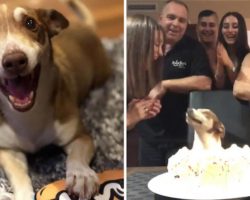 13-Year-Old Senior Dog Couldn’t Believe His Family Remembered His Birthday