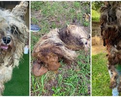 84 Dogs Soaked In Urine & Feces Were Rescued From Wire Cages At Puppy Mill