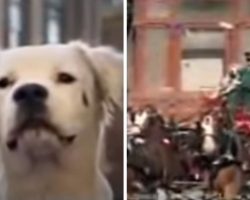 Stray Dog Becomes Big Hit In Classic Budweiser Super Bowl Commercial