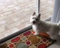 Shelter Dog Moves Into New Home, Adorably “Freaked Out” When She Notices A New Pool In The Backyard