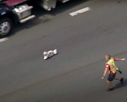 Dog Leads Firefighters On A Heart-Pounding 7-Minute Chase On The Interstate