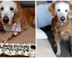 World’s Oldest Living Golden Retriever Celebrates Her 20th Birthday