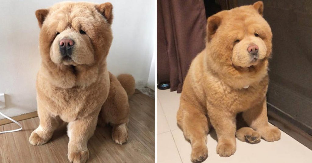 chow chow teddy bear toy