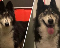 Cross-Eyed Husky Abandoned By Breeder Because She Was “Weird-Looking” Finds Forever Home