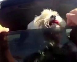 Small Dog Pants & Cries For Help In Hot Car While Owner Hangs Out In Restaurant