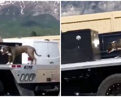 Man Drives 70 Mph While His Dog Balances On Truck Bed, Trying Not To Fly Off