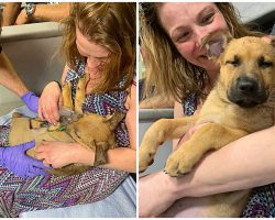 Pup Stops Breathing & Goes Limp From Opioid Overdose, Medics Work To Save His Life