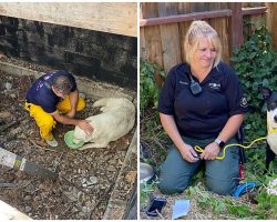 Loyal Dog Stays By Sister’s Side Til Help Comes After She Fell Into 8-Ft Cellar