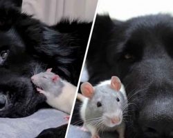 German Shepherd’s Thick Fur Makes The Perfect Comforter For His Little Rat Friend
