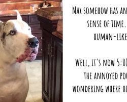 Dinner Is Late, And Max The Great Dane Is One ‘Unhappy’ Dog