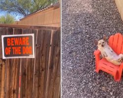 Family’s ‘Guard Dog’ Seen Sleeping On The Job