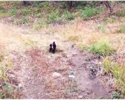Gutsy Pup Ran Up To Road So They’d Follow Him To Where The Others Hid Away