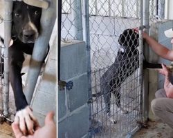 Shelter Dog Wants To Hold Hands With Anyone Passing By