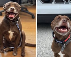Unwanted Pit Bull Is Taken In By Police, Becomes Member Of The Department
