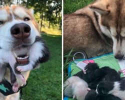 Hero Husky Finds A Box Full Of Near-Dying Kittens In The Woods And Becomes Their New Mom