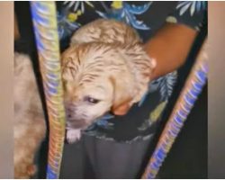 Man Learned About Purposely Drowned Puppies & Bends Iron Gate To Get To Them
