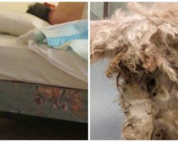 Forgotten About Dog Lived Under A Bed For 2 Yrs, Had To Be Sedated To Groom Him