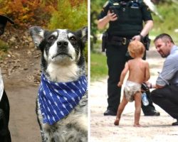Loyal Dogs Fiercely Protect Autistic Toddler Who Went Missing In The Wilderness