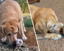 Mommy Dog Finds Tiny Orphaned Kitten. Now They Are Completely Inseparable